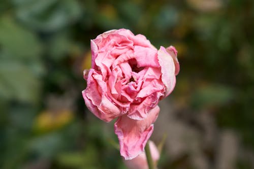 Gratis Foto stok gratis alam, bunga, bunga merah jambu Foto Stok