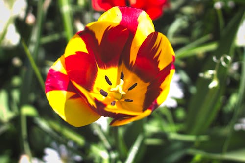 Free stock photo of red flower, tulip, yellow flower