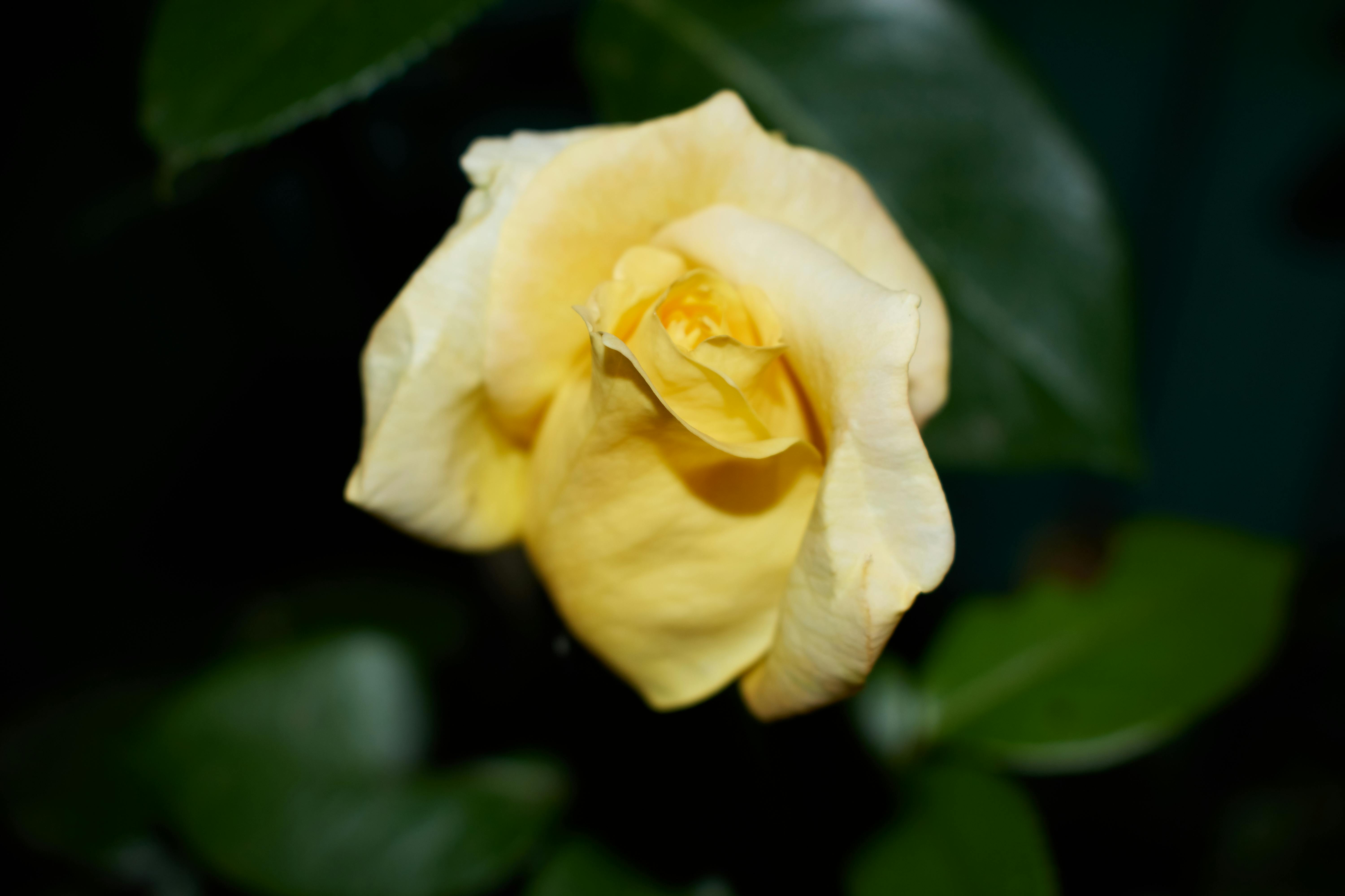 Yellow Rose in Bloom · Free Stock Photo