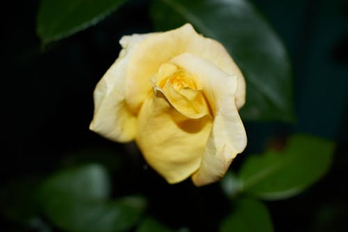 Close-Up Shot of a Yellow Rose