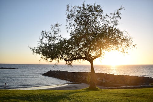 Бесплатное стоковое фото с берег моря, восход, дерево