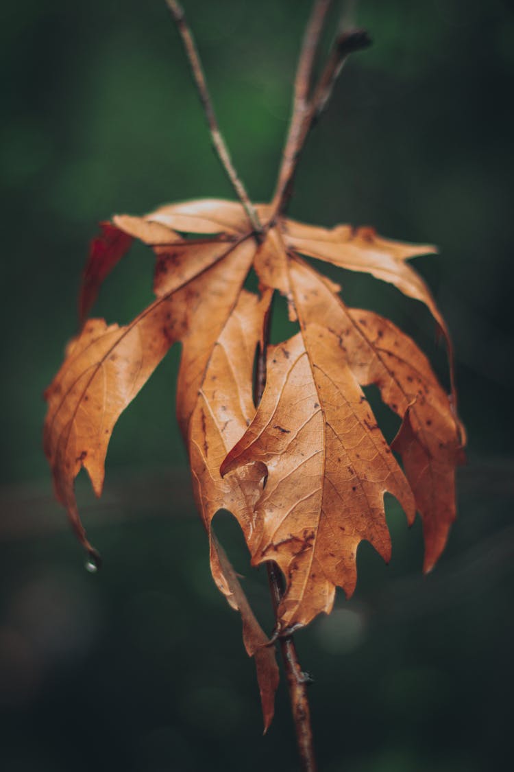 Close-Up Photo Of A Wilted Maple Leaf