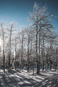 Tranquil winter forest scene with snow-covered trees and clear blue sky in Bullet, Switzerland.