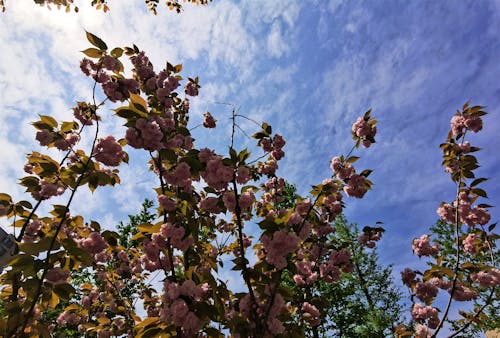 Free stock photo of blossoms, springtime Stock Photo