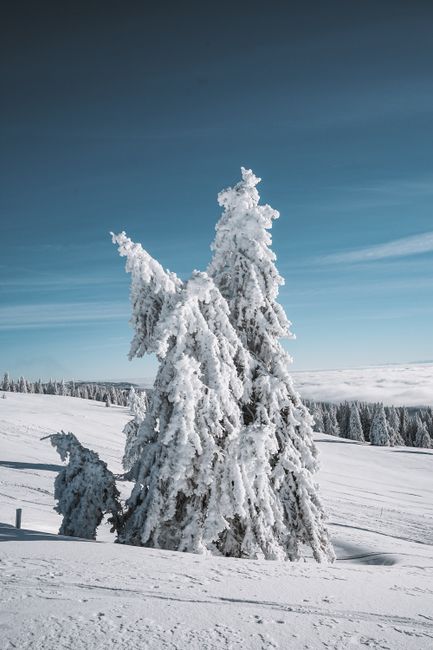 Enchanting snow-covered trees amidst a serene winter landscape in Switzerland, perfect for nature lovers.