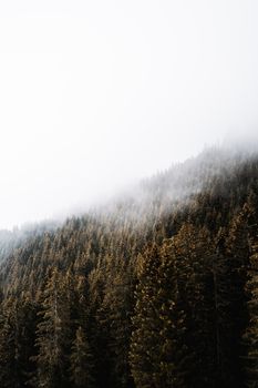 A serene view of a misty forest covering a foggy mountain slope, creating a tranquil natural landscape.