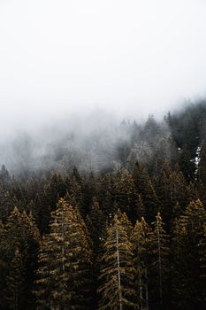 A serene view of a mist-covered coniferous forest creating a tranquil atmosphere.