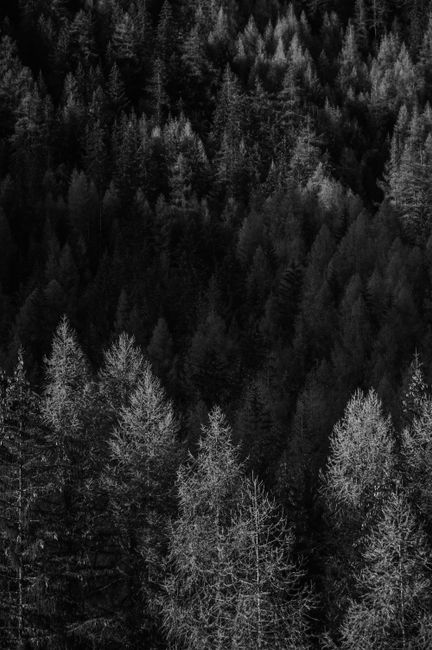 Monochrome photo capturing the serene beauty of a dense coniferous forest.