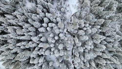 Aerial View of Snow-Covered Trees in the Forest