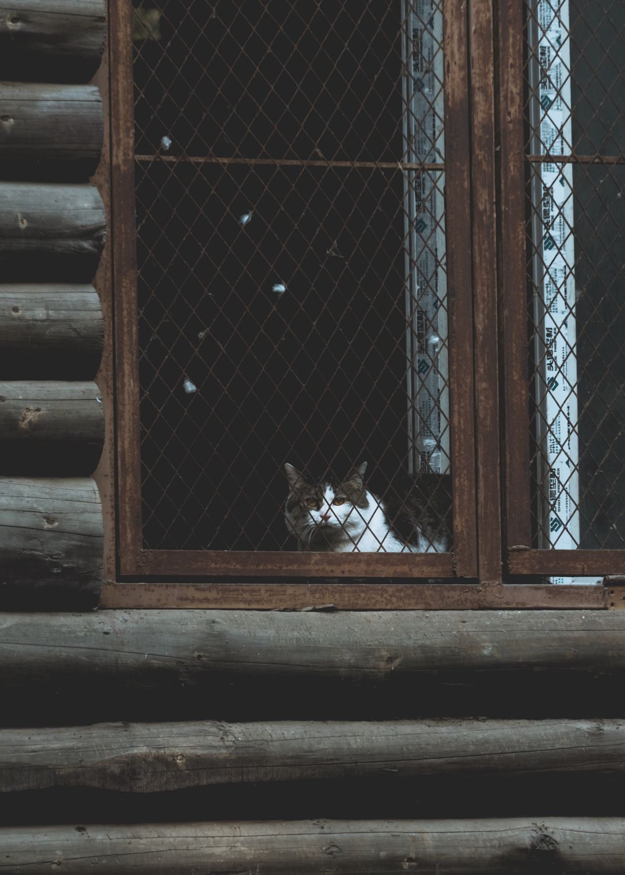 DIY Catio Plans: 3 Builds, Materials & a Safety Checklist