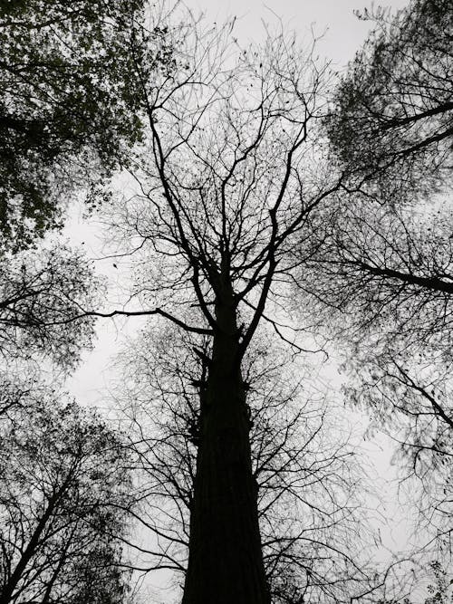 Low-Angle Shot of Leafless Trees