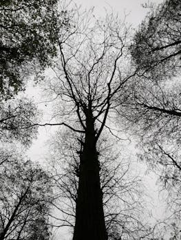 A striking view of bare trees reaching skyward, captured in monochrome.