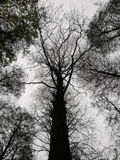 Free A striking view of bare trees reaching skyward, captured in monochrome. Stock Photo