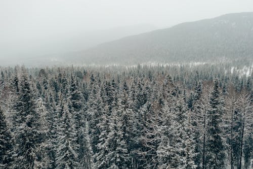 겨울, 공중 촬영, 나무의 무료 스톡 사진
