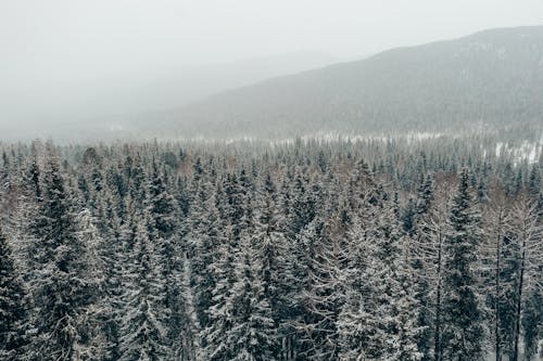 Aerial View of Snow-Covered Trees in the Forest