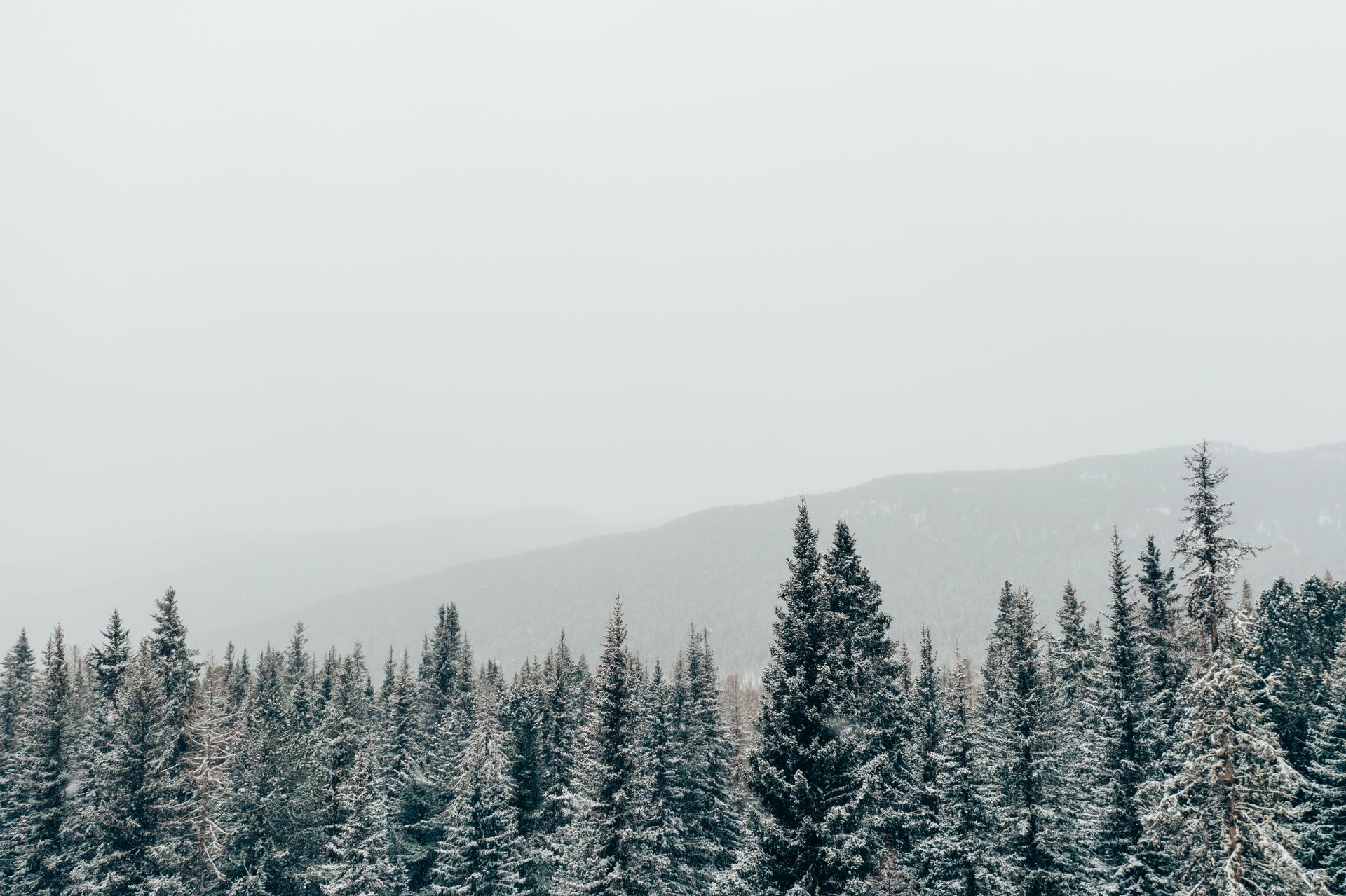 Evergreen Trees Covered by Snow under the Sky