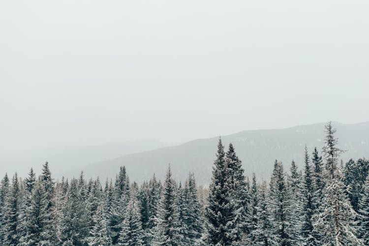 Evergreen Trees Covered By Snow Under The Sky