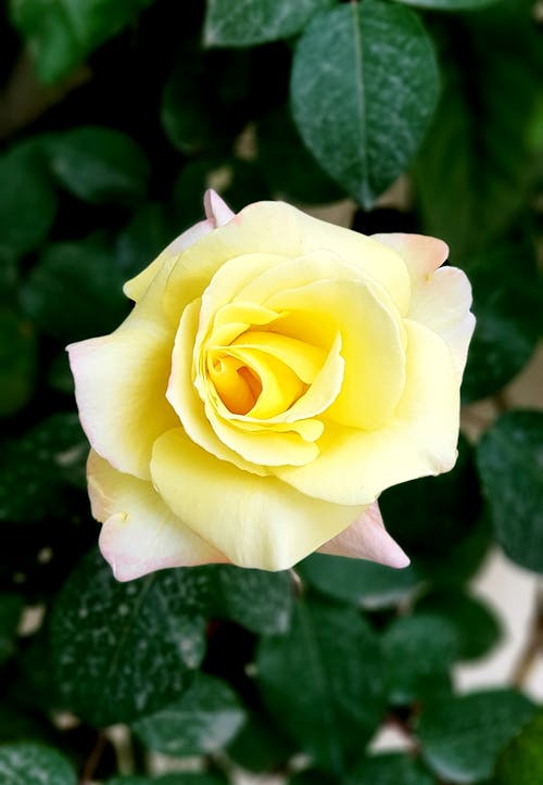 Close-Up Shot of a Yellow Rose in Bloom