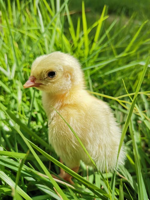 Free Close-Up Photo of a Yellow Chick on the Grass Stock Photo