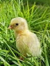 Close-Up Photo of a Yellow Chick on the Grass