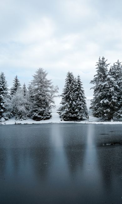 Serene snow-covered trees by a tranquil river, capturing the essence of winter in Châtel-Saint-Denis.