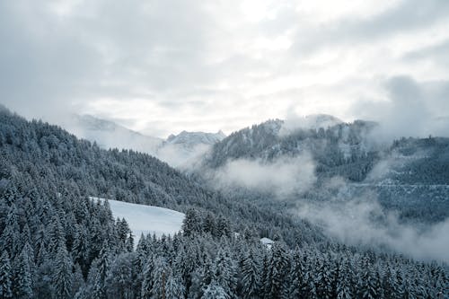 Green Trees on Mountain 