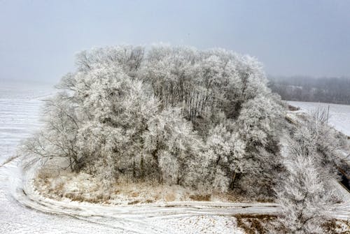 Kostenloses Stock Foto zu bäume, drohne erschossen, frost