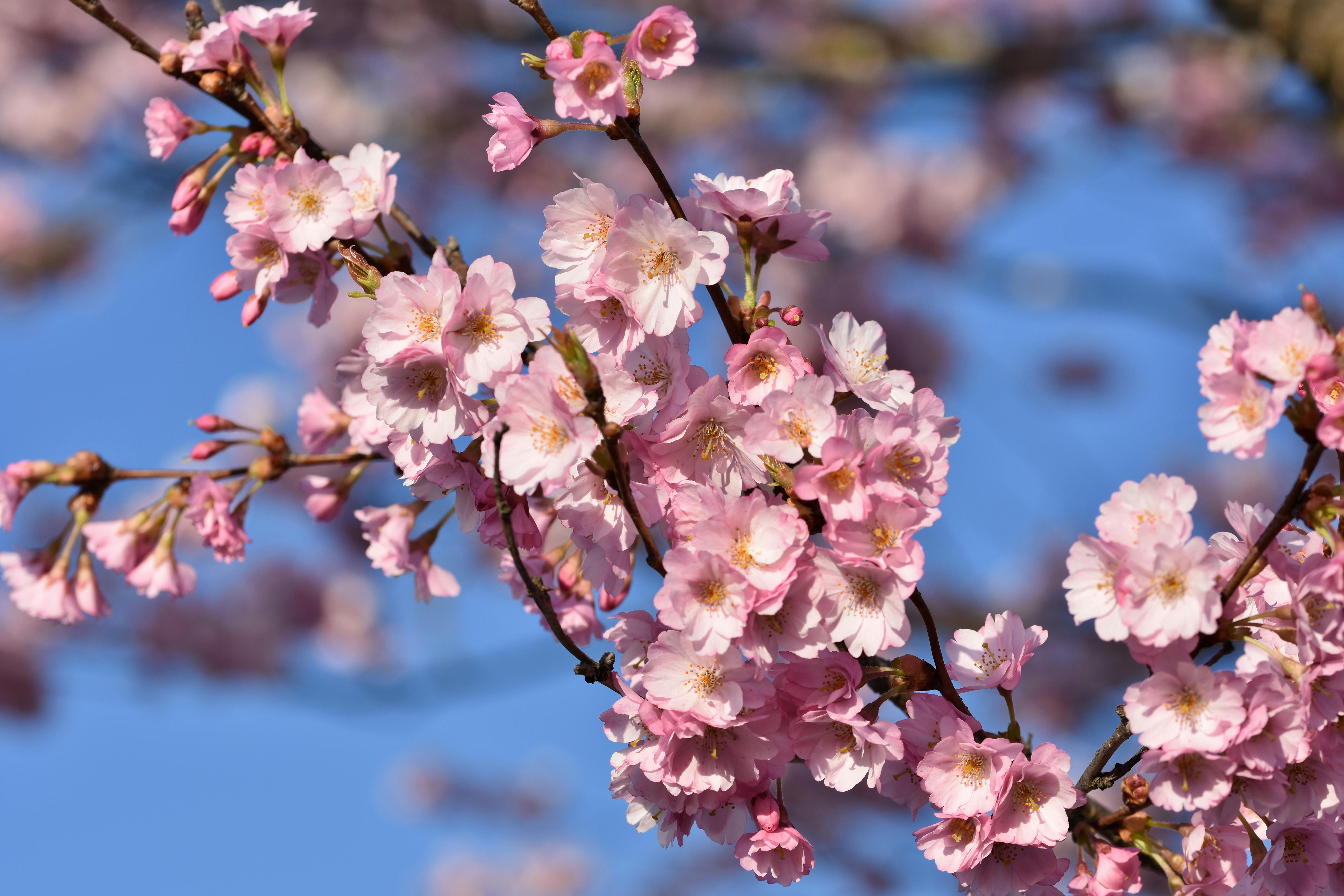 Closeup Photography of Cherry Blossom ·