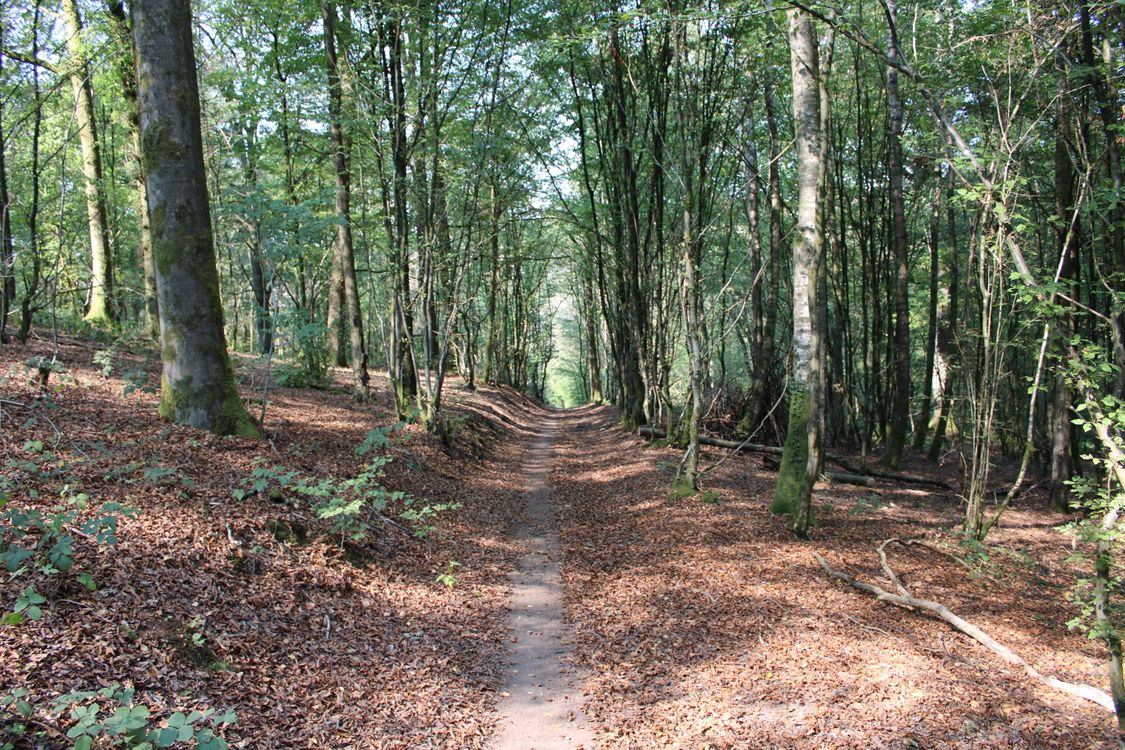 A Pathway in the Forest · Free Stock Photo