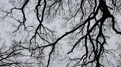 Immagine gratuita di alberi, bianco e nero, cielo