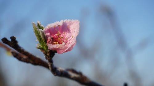 Free stock photo of flower, spring, tree Stock Photo