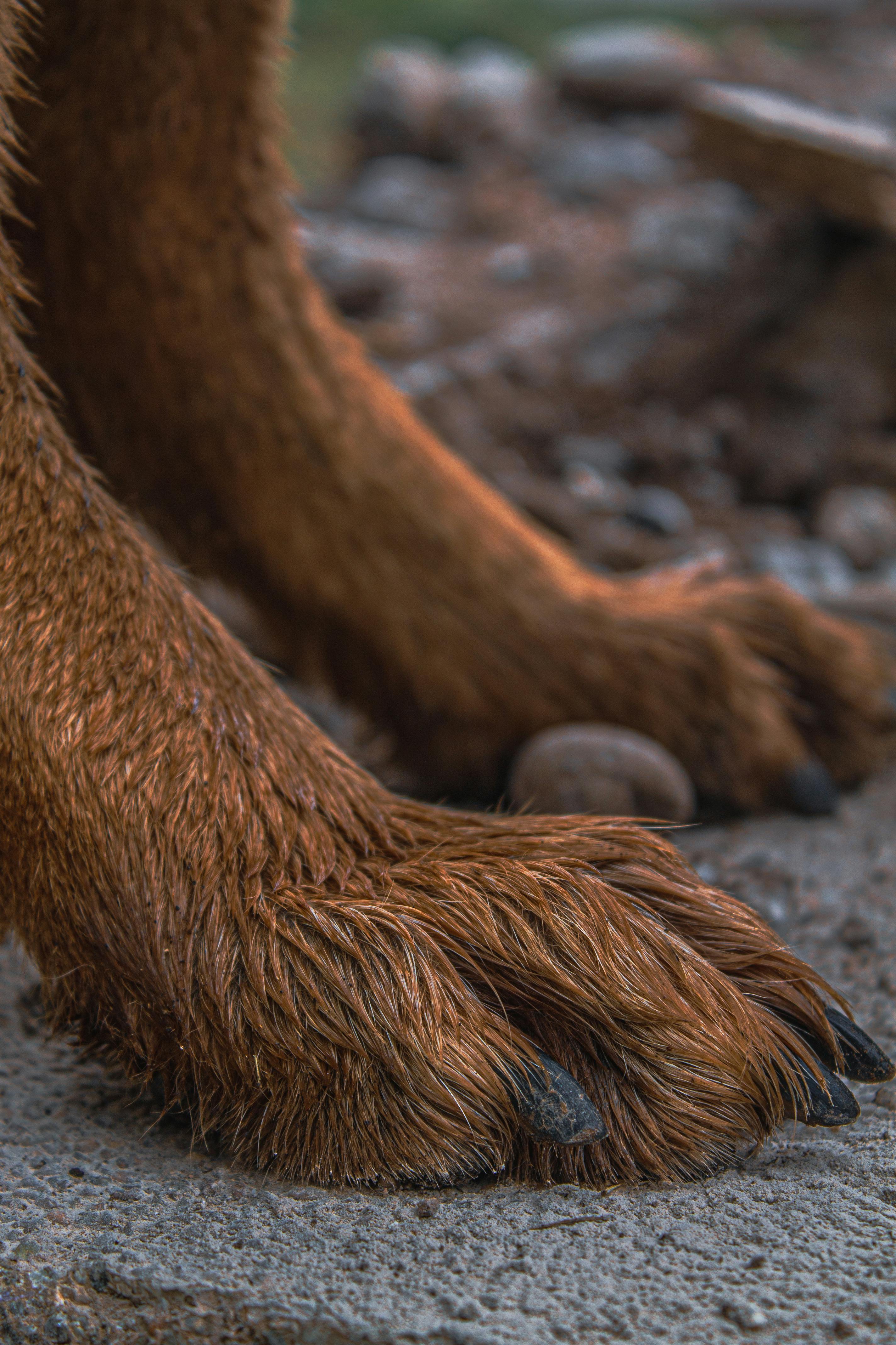 close up of dog paws