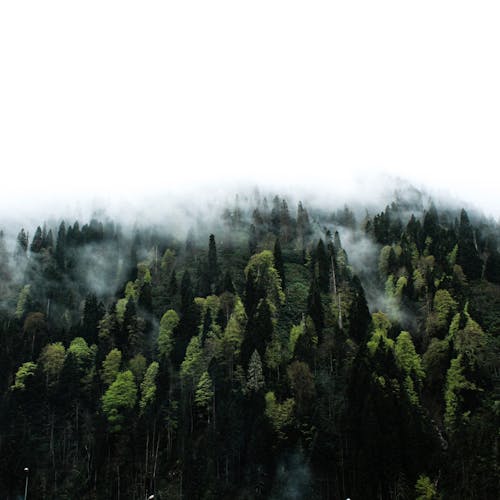 경치, 구름 숲, 숲의 무료 스톡 사진