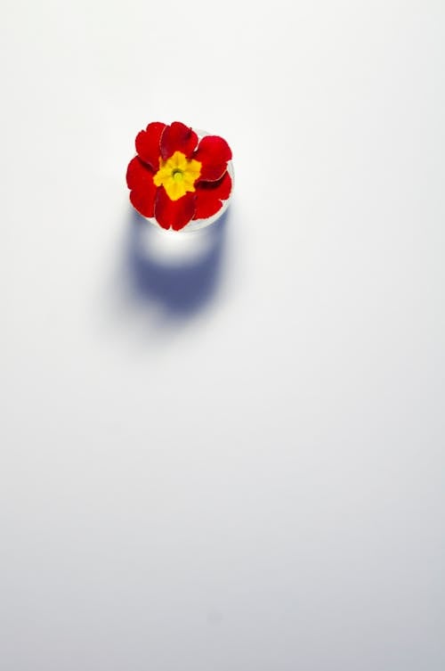 Red and White Flower on White Background