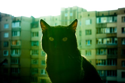 Black Cat in Close Up Photography