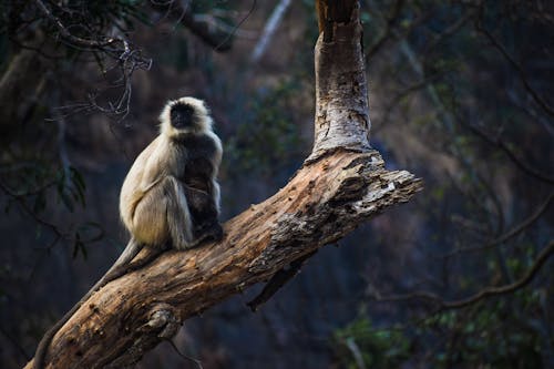 White Monkey Sitting on Brown Tree Branch