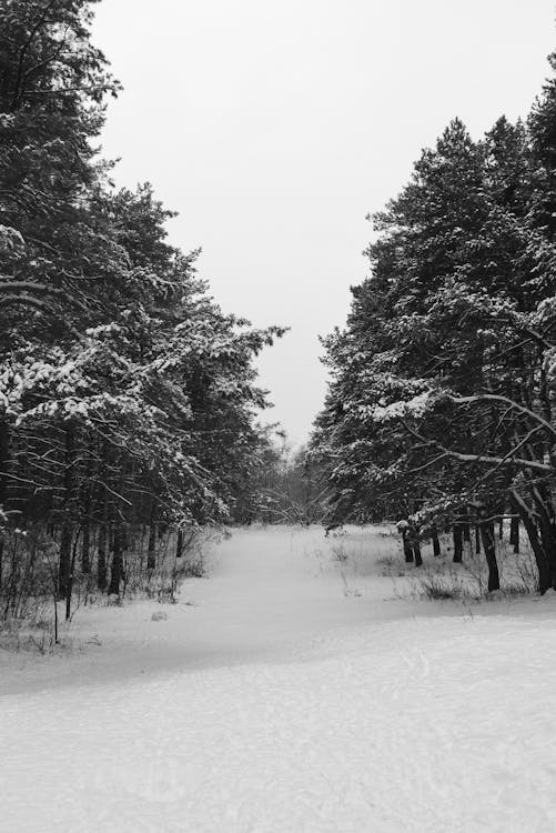 Immagine gratuita di alberi, bianco e nero, coperto di neve