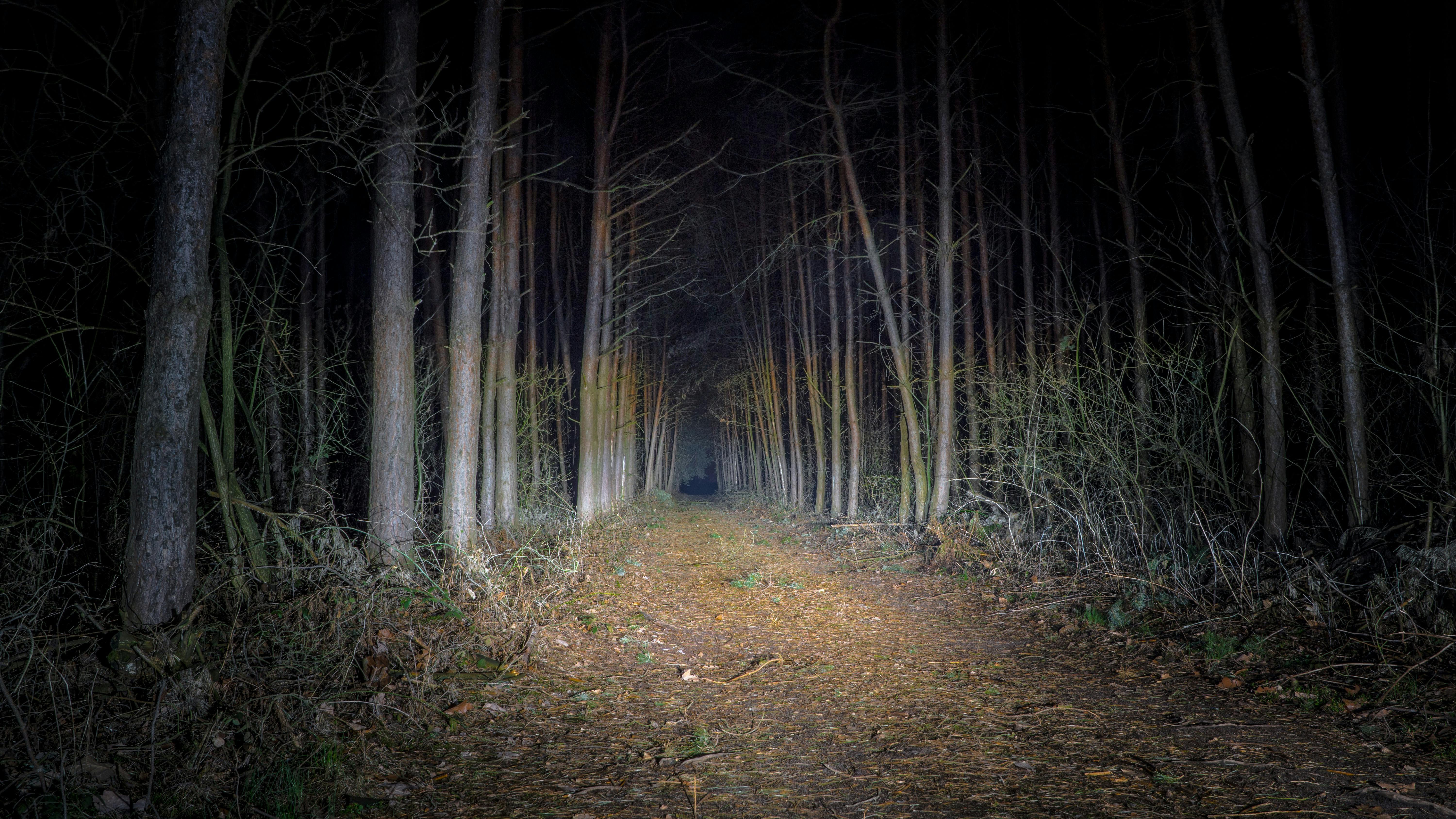 free stock photo of forest nature night