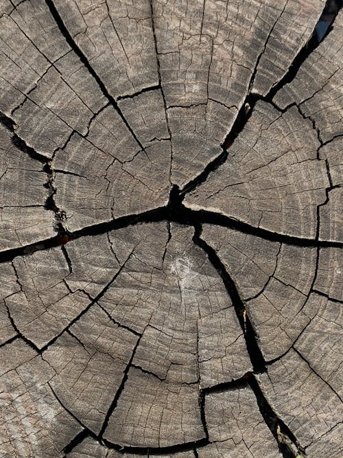 Close-Up Shot of Cracks on a Tree Log