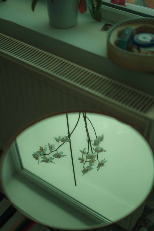 Бесплатное стоковое фото с белые цветы, в помещении, вертикальный выстрел