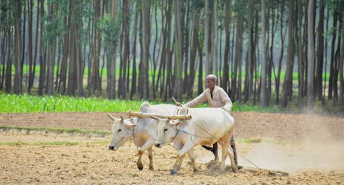 Foto stok gratis bertani dengan banteng, bertani dengan sapi, kultivasi