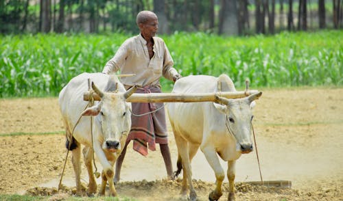 Ilmainen kuvapankkikuva tunnisteilla lehmien viljely, maanviljelijä, maaseudun maatalous