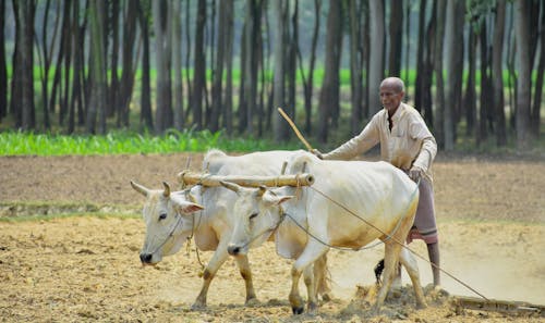 Foto stok gratis bertani dengan banteng, bertani dengan sapi, kultivasi