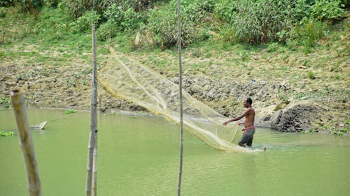 Foto stok gratis berburu ikan di kolam, berburu ikan di sungai, pemburu ikan