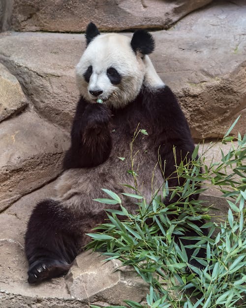 Δωρεάν στοκ φωτογραφιών με panda, αρκούδα, αστείος