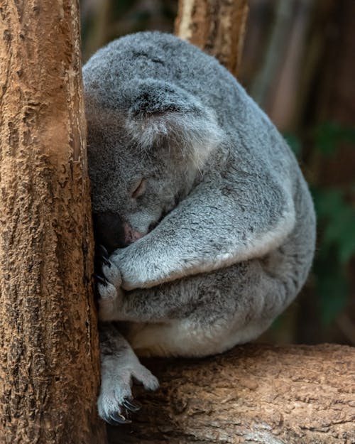 Kostnadsfria Kostnadsfri bild av djurfotografi, koala, livsmiljö Stock foto