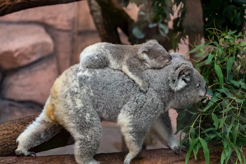 Free Baby Koala Sleeping on its Mother's Back  Stock Photo