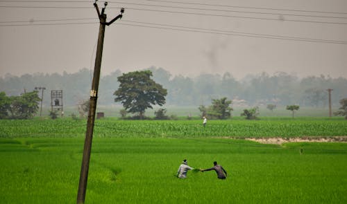 Darmowe zdjęcie z galerii z rolnictwo na obszarach wiejskich, uprawa ryżu na zielonych polach, zielona rewolucja