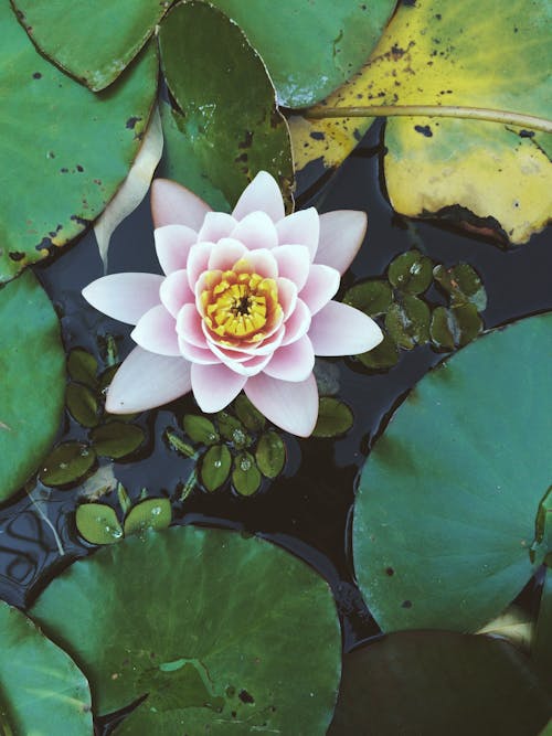 Free Overhead Shot of a Lotus Flower Stock Photo