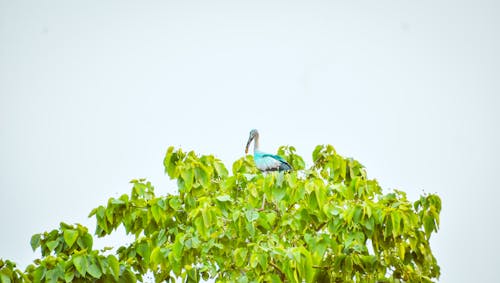 Darmowe zdjęcie z galerii z kolorowy ptak, piękne ptaki, ptak bengalski